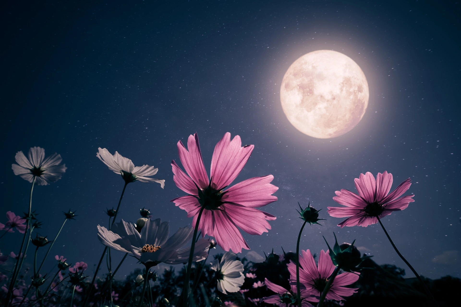 I dag er det Pink Moon – dette kan du glede deg til
