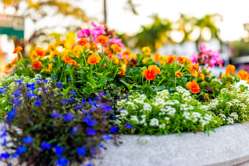 Få kraftigere blomstring i sommer