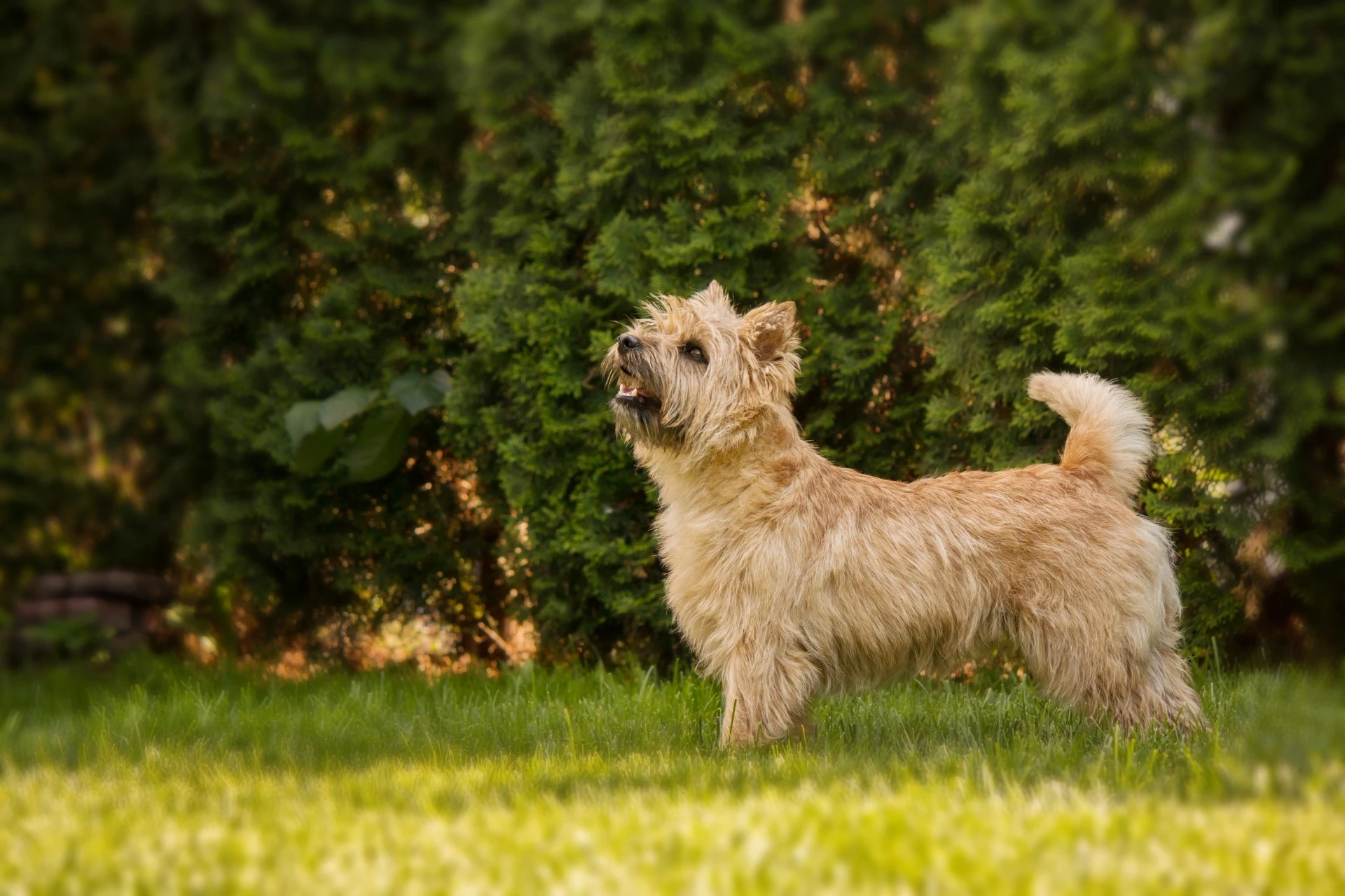 Hundetrener: Mange eiere av små hunder gjør den samme feilen