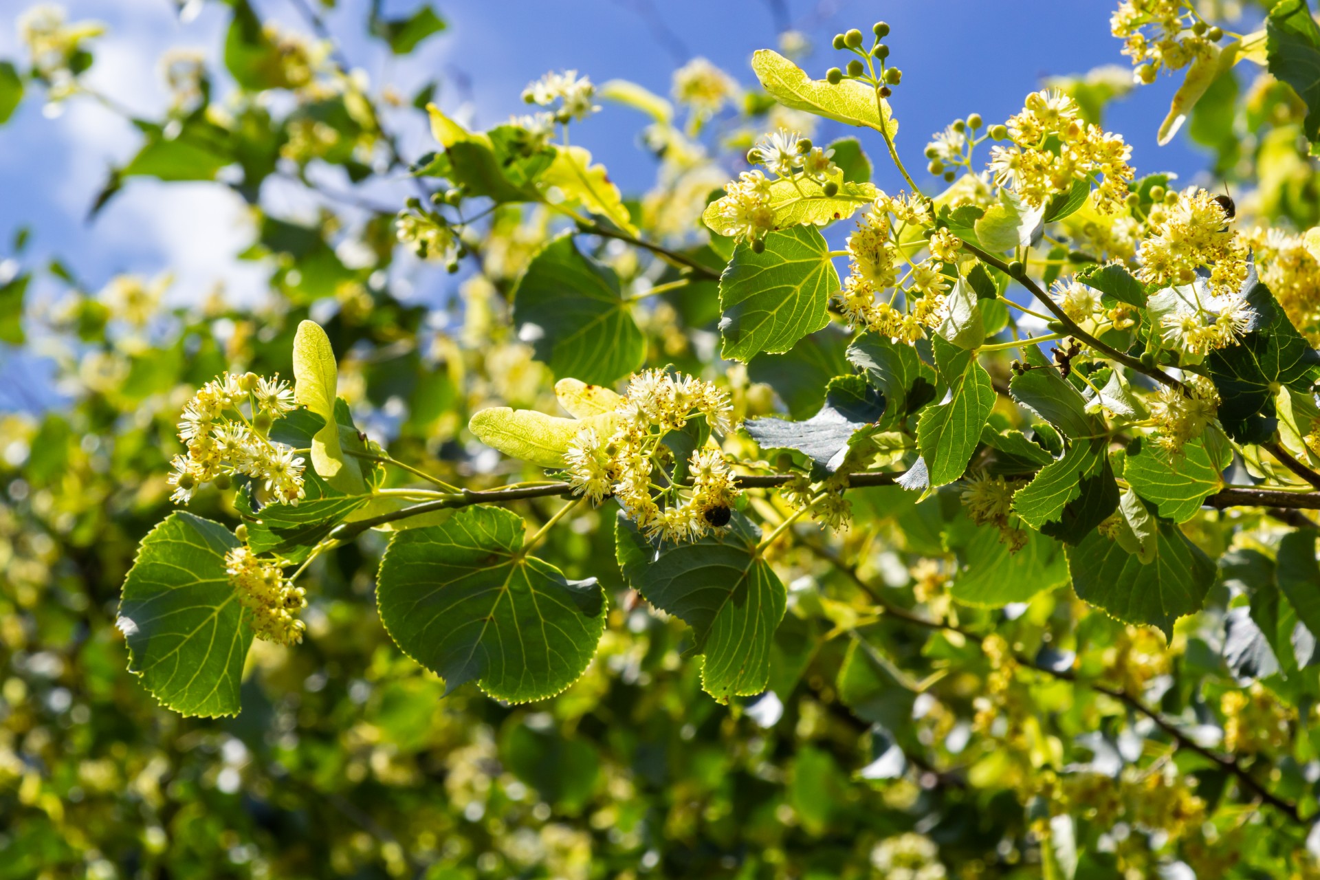 To trær du bør unngå å plante i hagen – og hvorfor de ikke hører hjemme nær huset