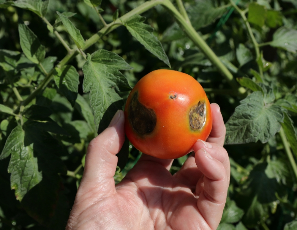 Derfor blir tomatene dine syke – og slik redder du dem