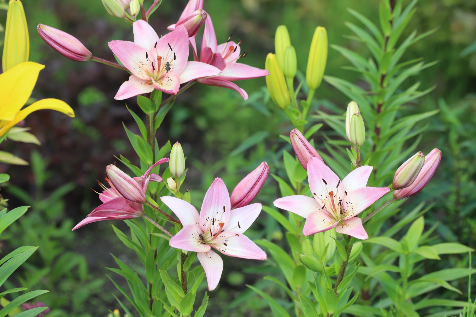 Personlighetstest: Hvilken blomst velger du?