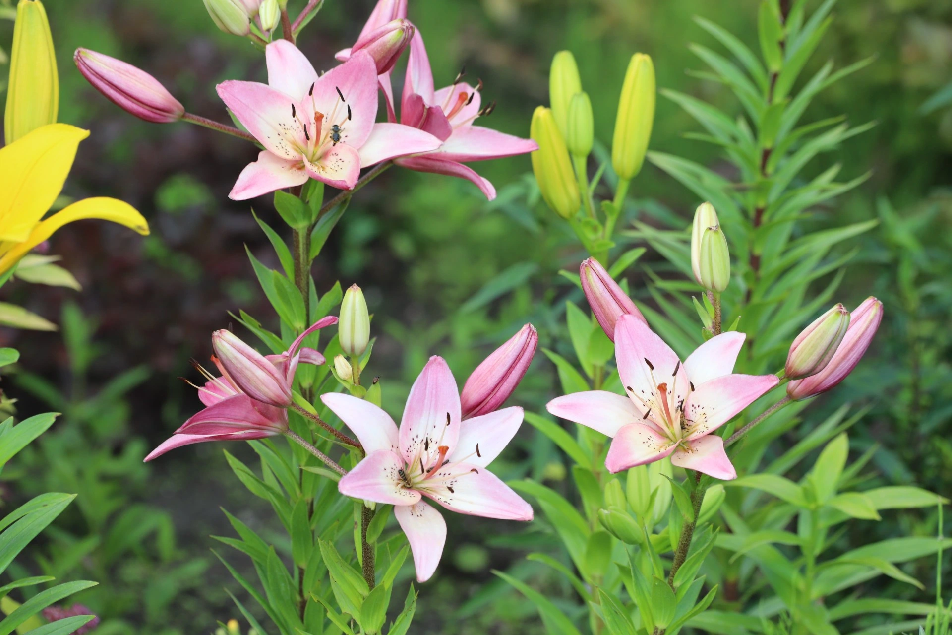 Personlighetstest: Hvilken blomst velger du?