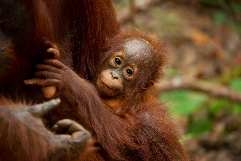 Nybakt mor redder nyfødt orangutangunge: – Vi hadde gitt opp