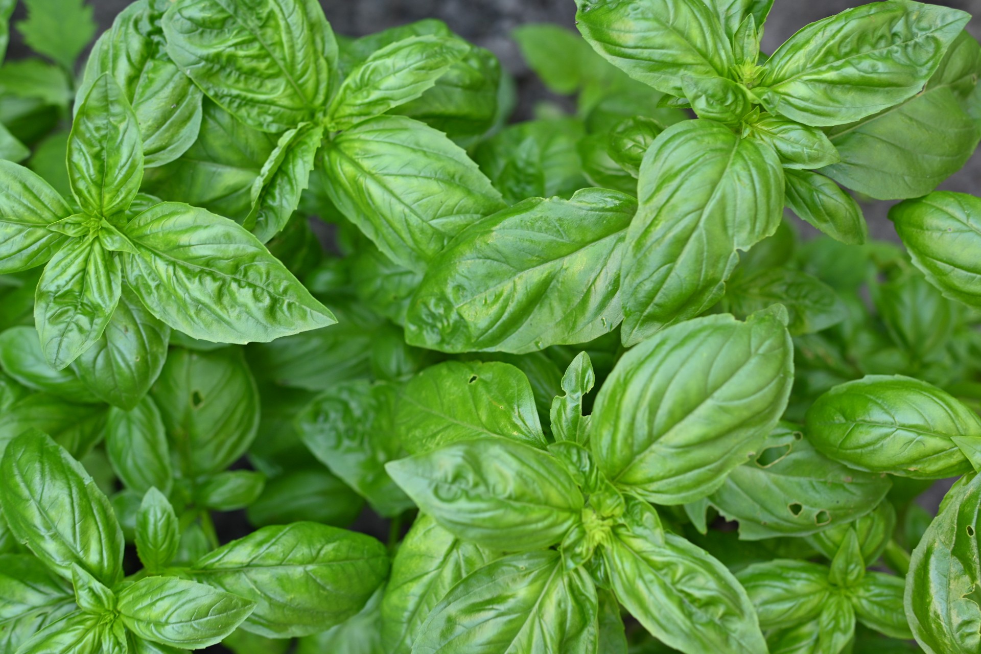 Fluene hater denne planten – derfor bør du ha den i vinduskarmen