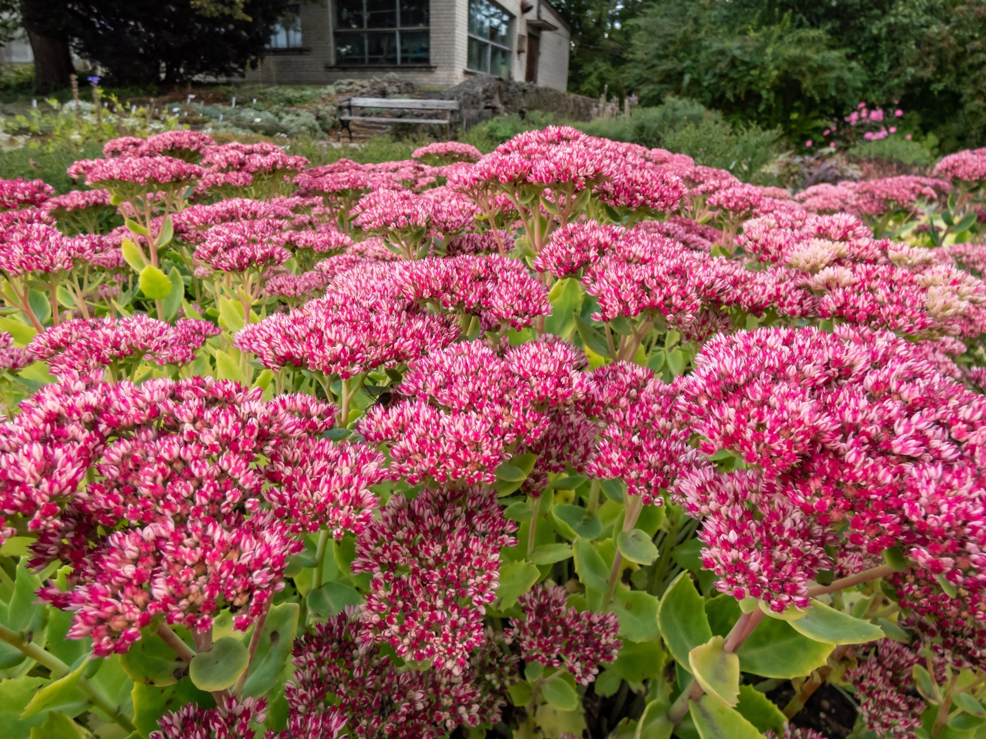 Disse plantene overlever sommervarmen – selv uten vannslangen