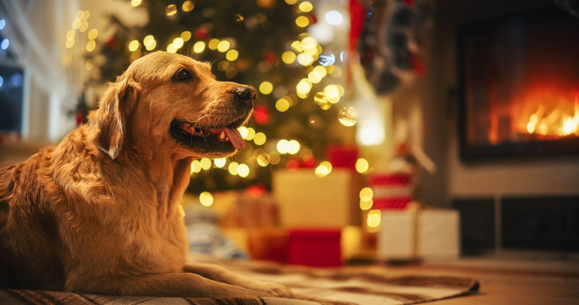 Disse 5 tingene du ikke må gi hunden din i juletider: Kan få alvorlige konsekvenser