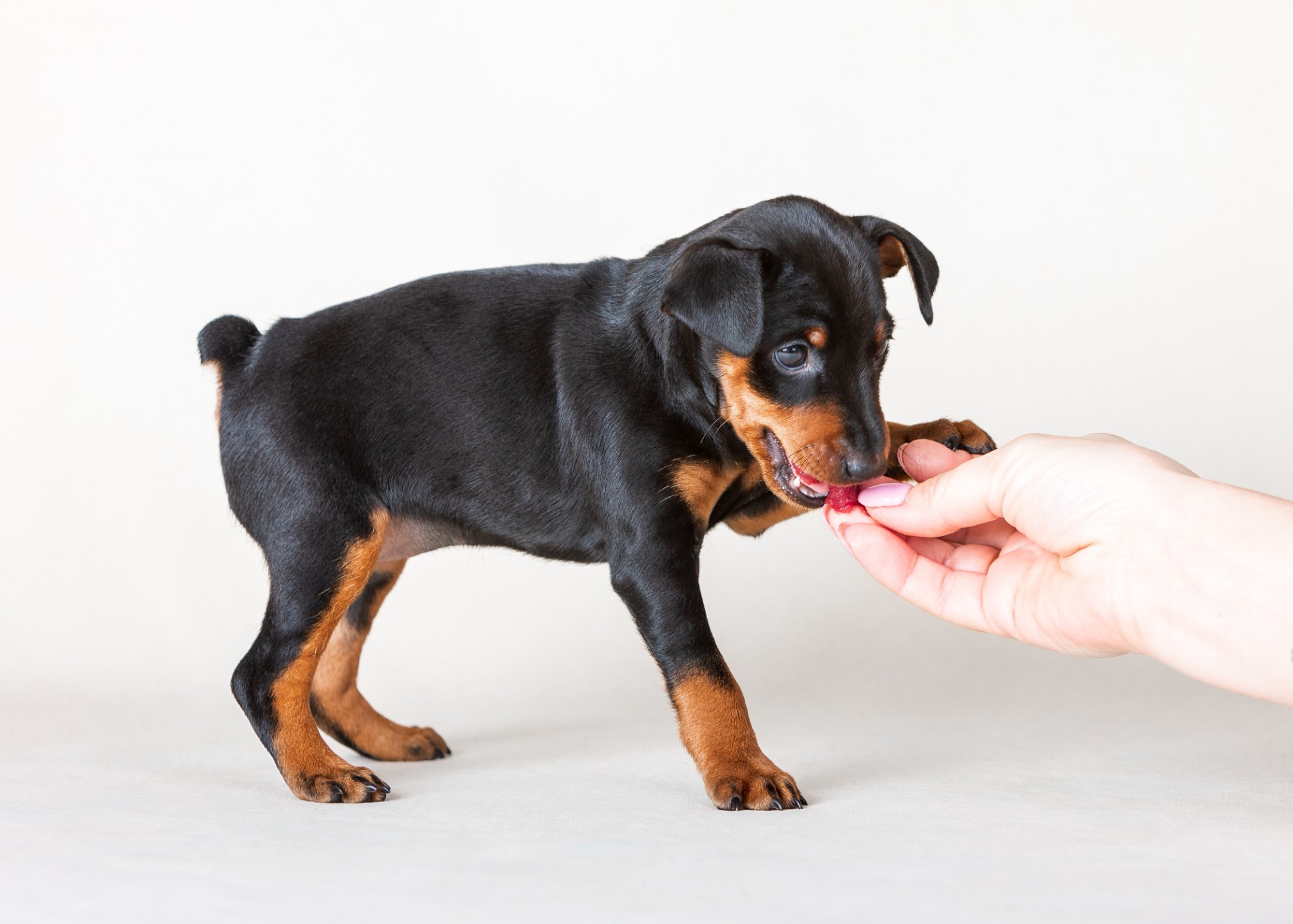 Veterinær advarer: 12 matvarer i hjemmet ditt som er giftige for hunder