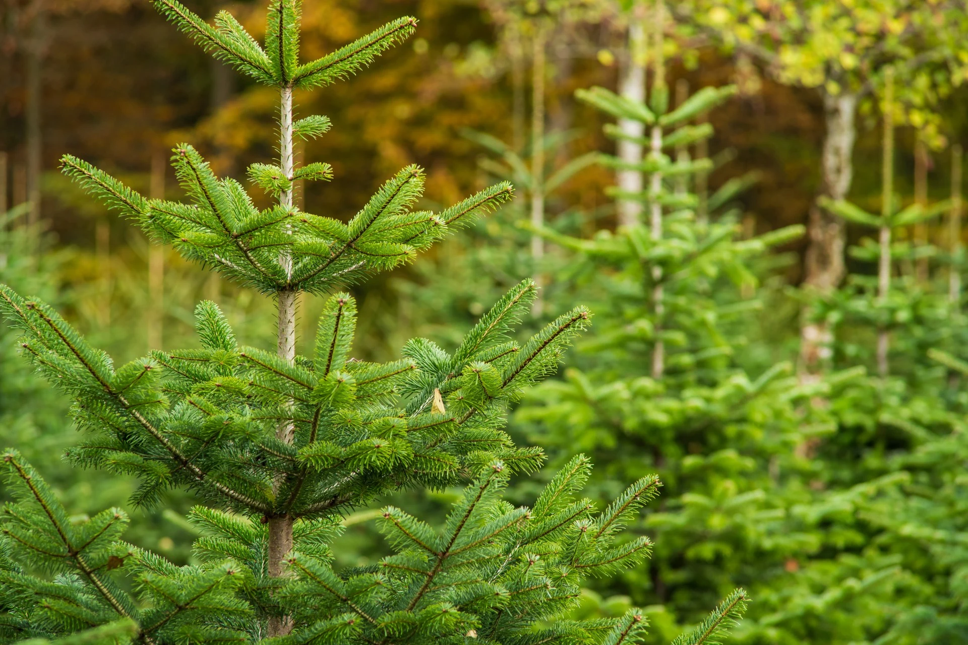 Forsker advarer: &laquo;Ikke brenn juletreet i peisen&raquo;