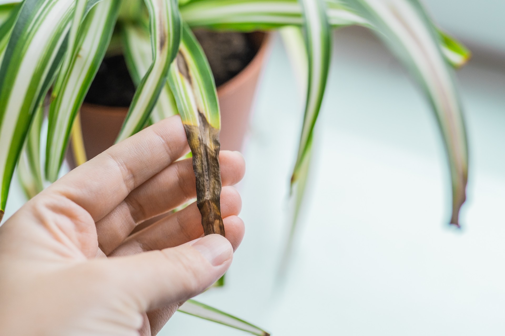 Gartnerens enkle triks for å sjekke om plantene dine er sunne