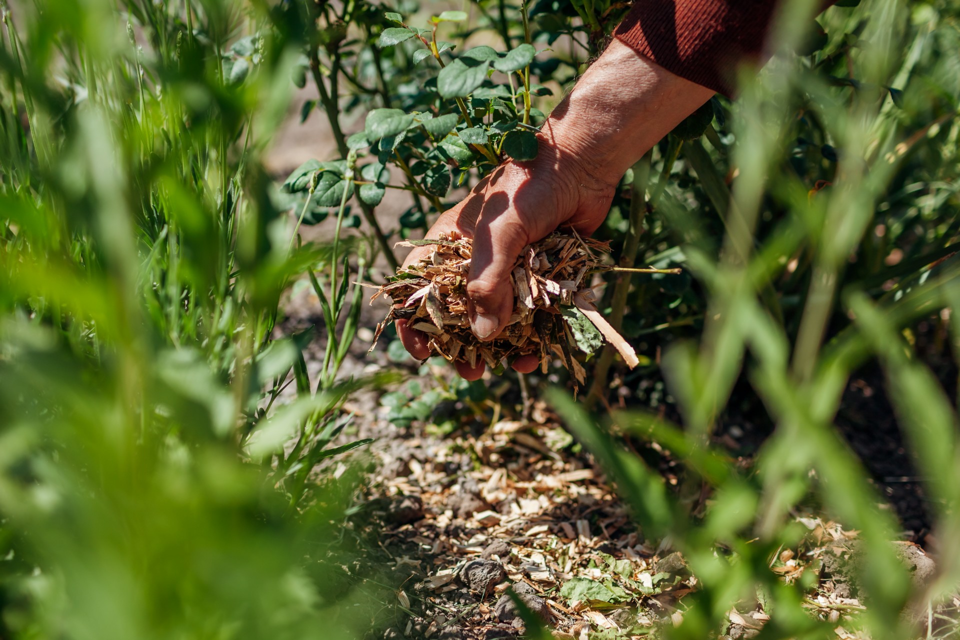 Høsten har kommet: Du bør allerede beskjære disse plantene i hagen din nå