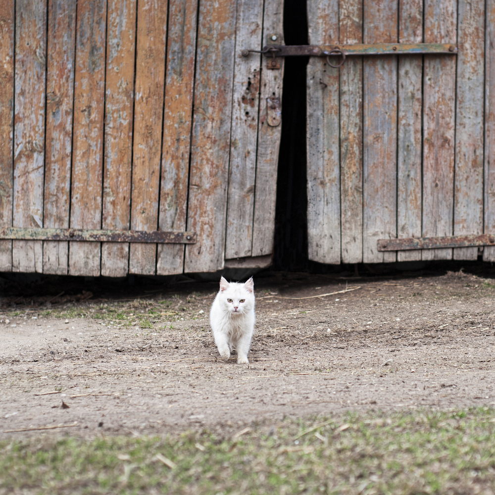 Advarer alle katte-eiere etter salmonella-funn