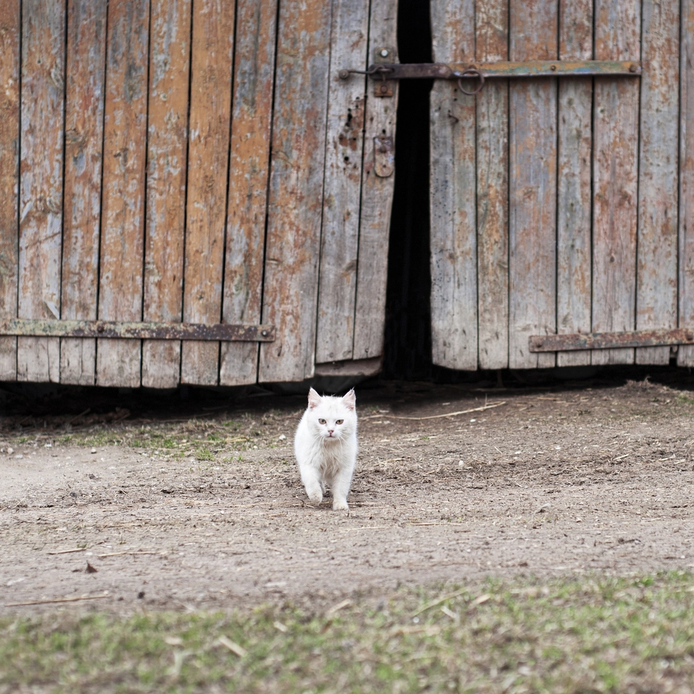 Advarer alle katte-eiere etter salmonella-funn