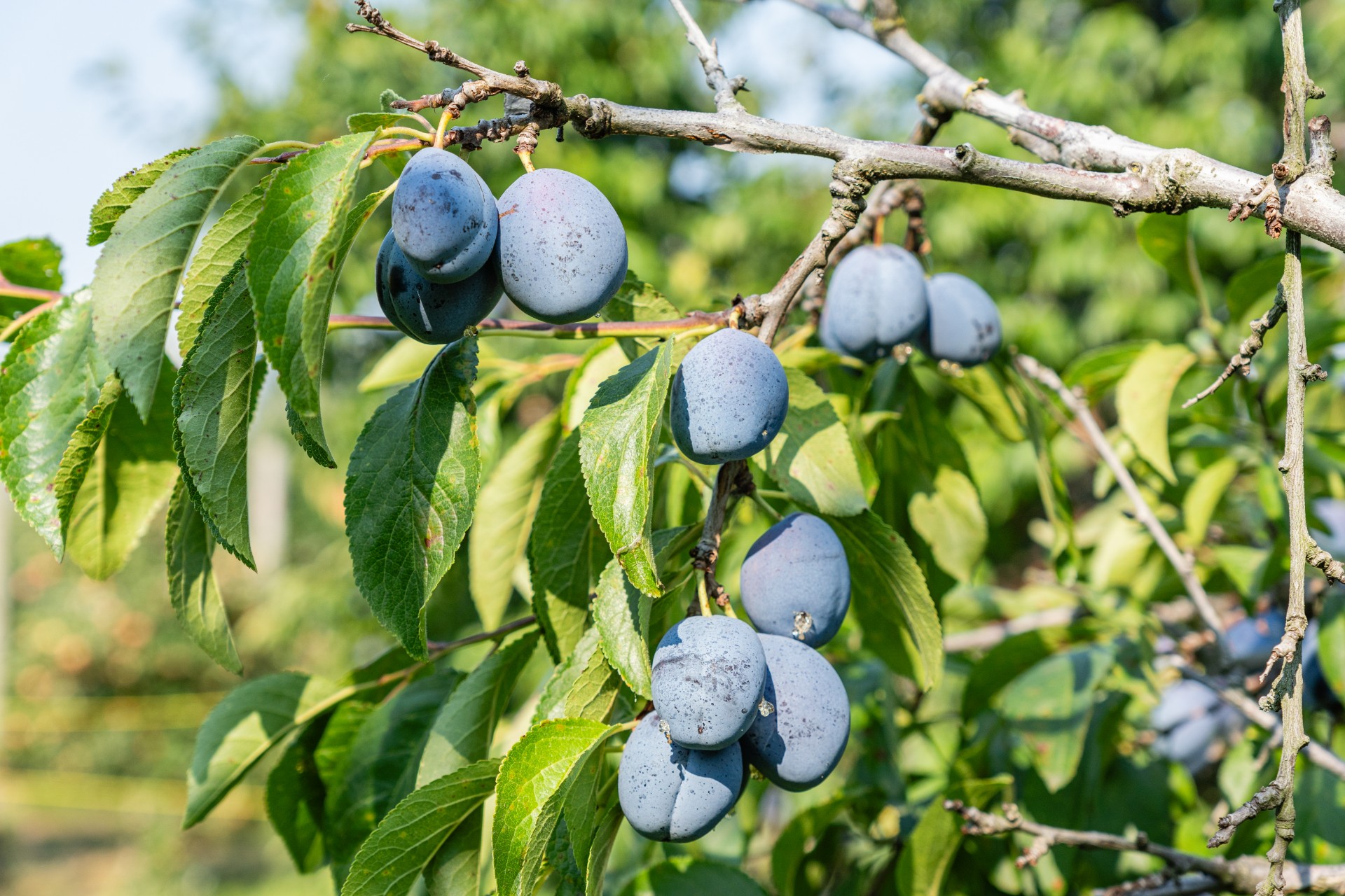 September trikset: Tre frukttrær du bør beskjære nå