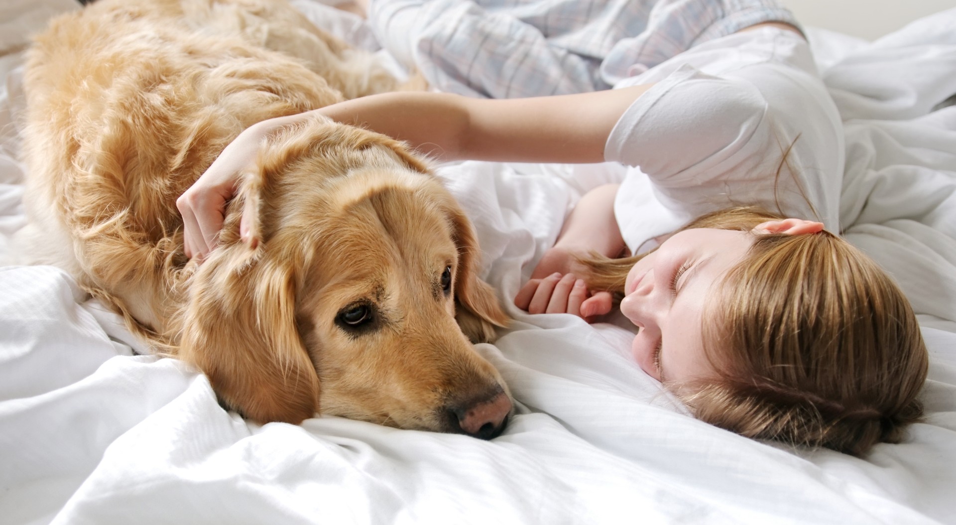 Golden Retriever ble helt utslitt etter dag i hundebarnehage – eier var ikke forberedt på reaksjonen