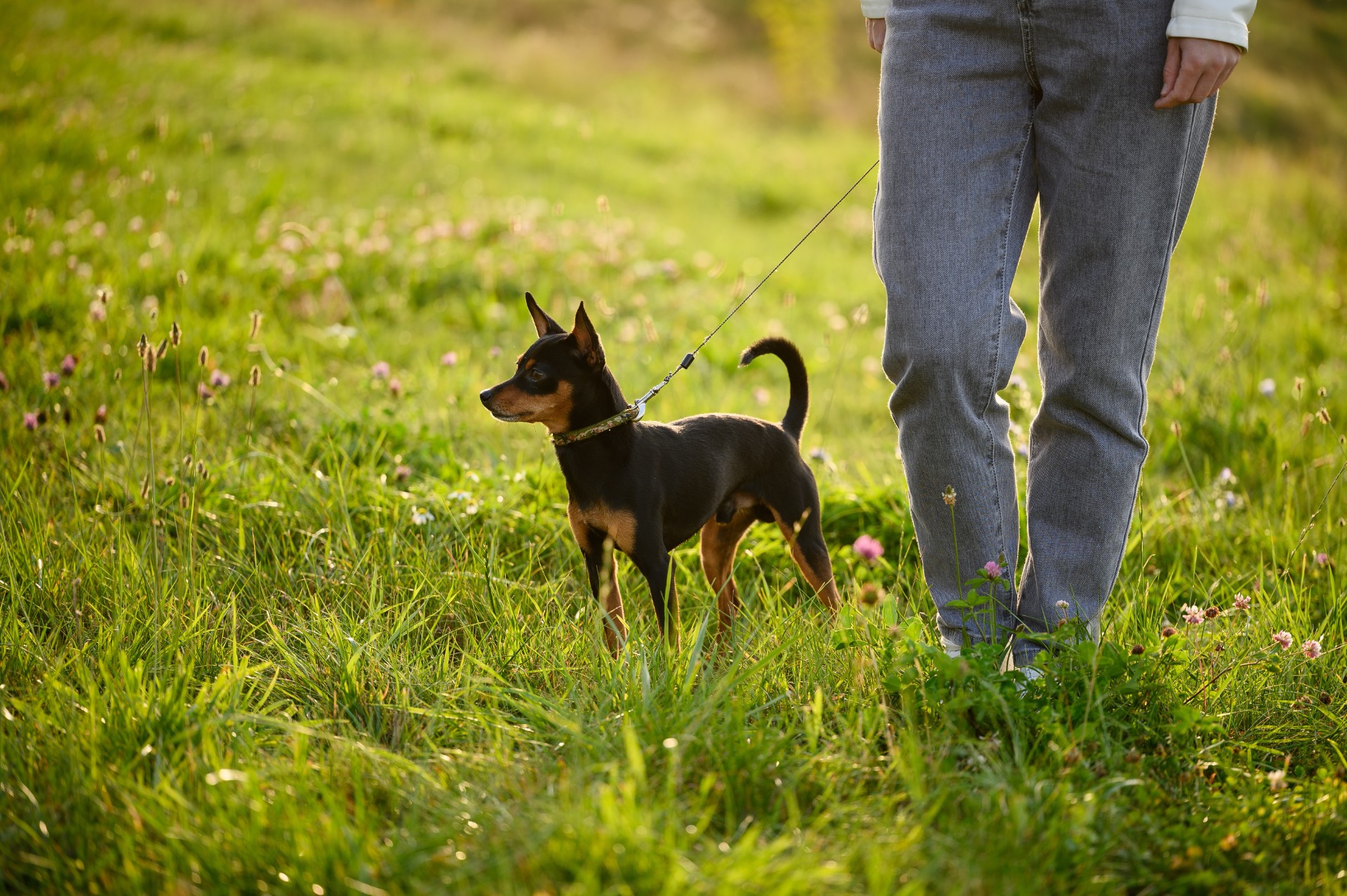Hundeekspert: – De fleste eiere gjør én stor feil på tur
