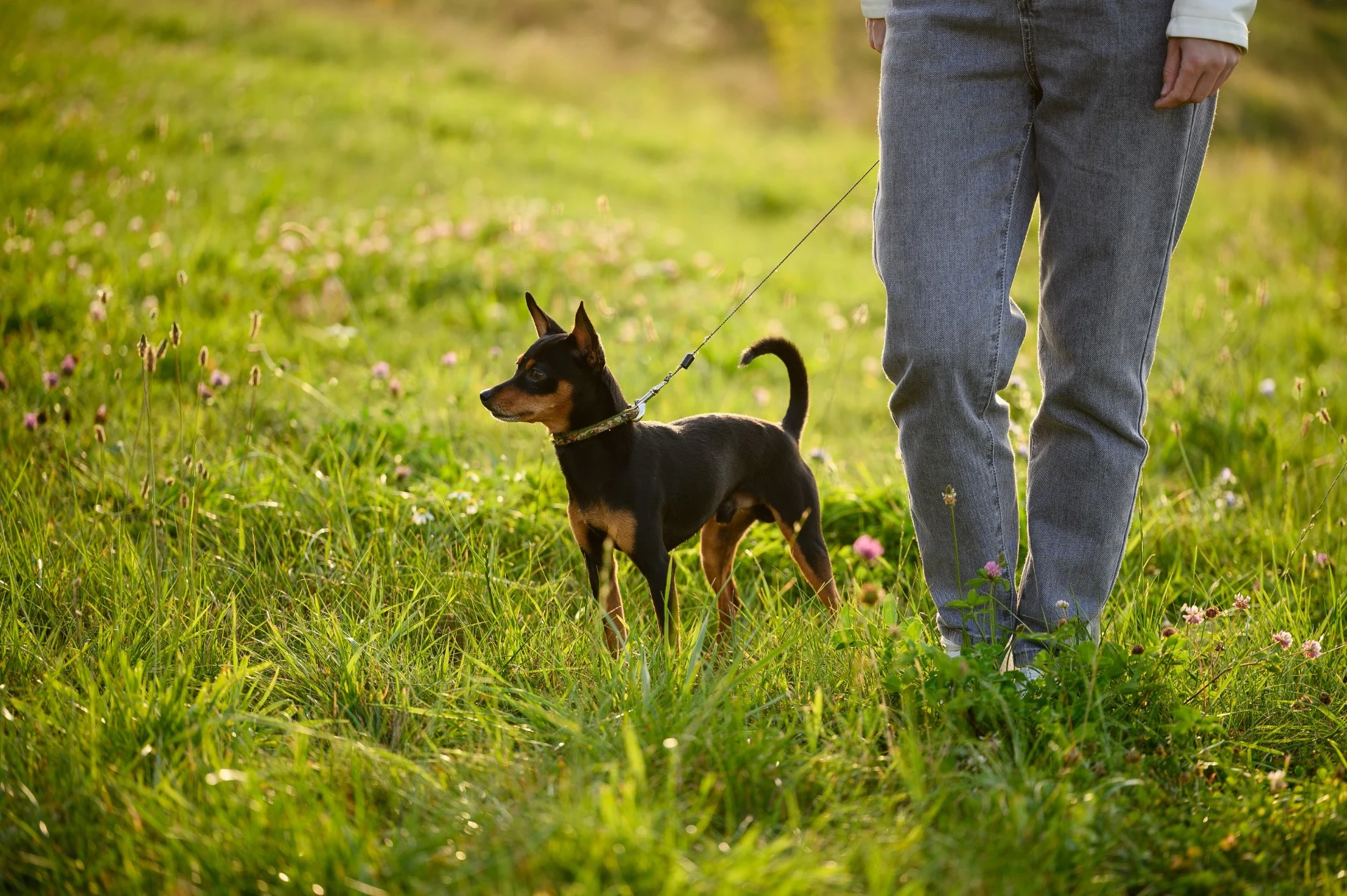 Hundeekspert: – De fleste eiere gjør én stor feil på tur