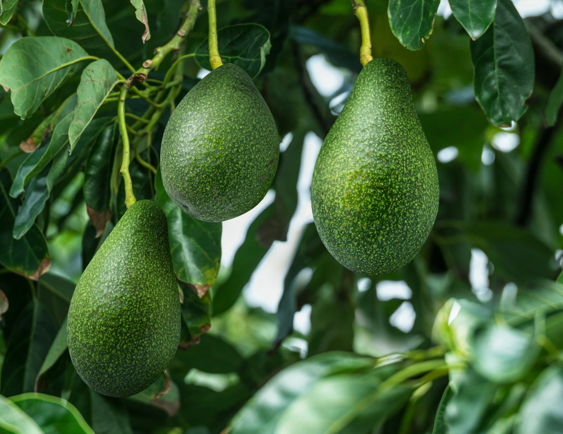 Ikke mange vet det: Så lang tid tar det et avokadotre å bære frukt