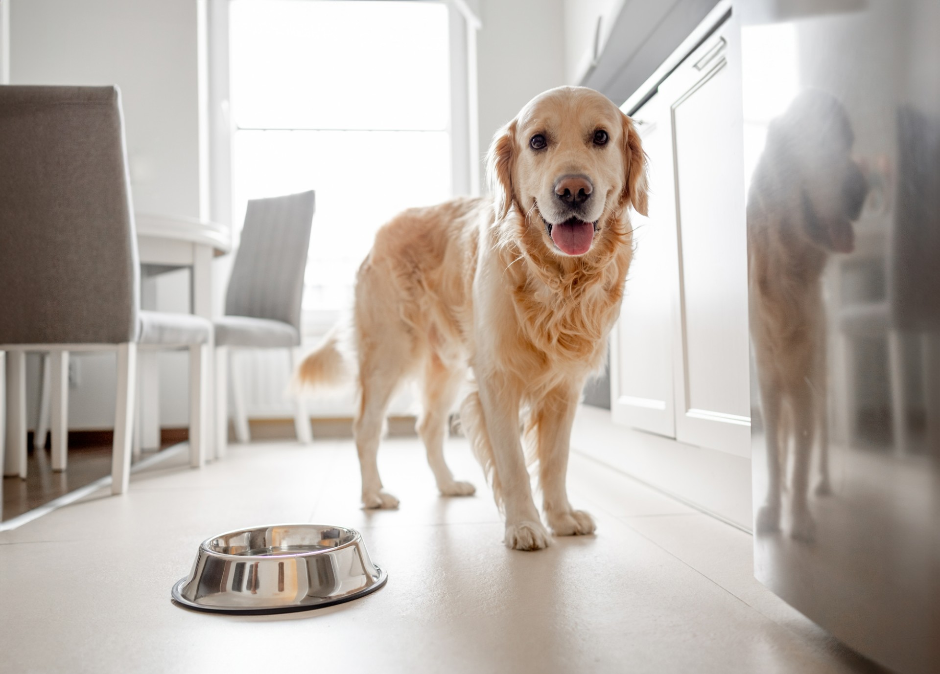 Golden retriever får servert bursdagskake, men labradoren har andre planer: Internett elsker det