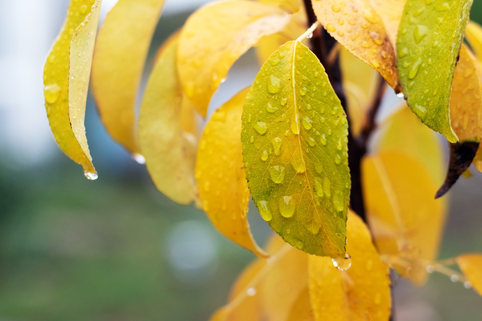 Regn i dag? Dette betyr det
