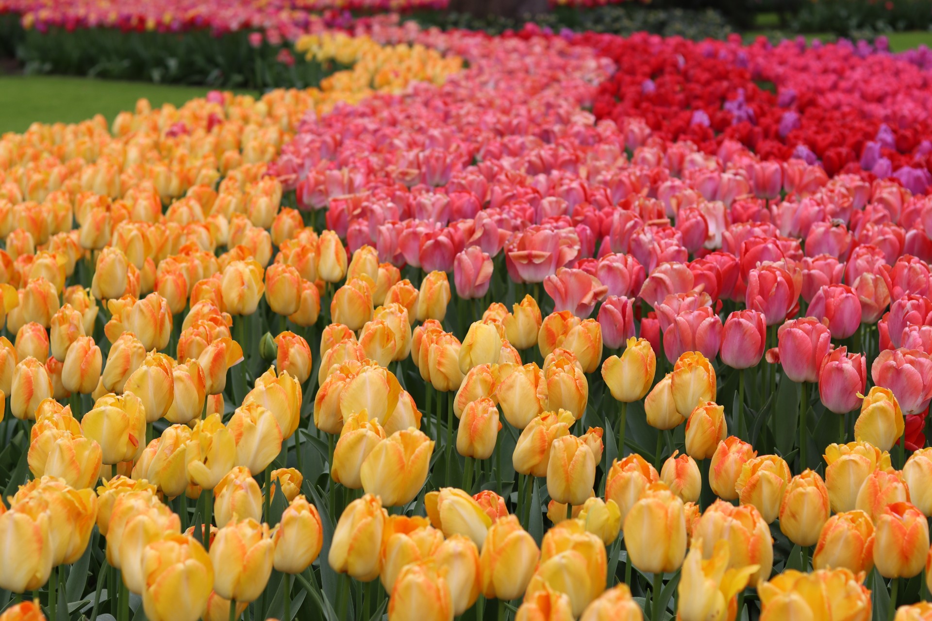 Advarsel: Importerte blomster kan ofte inneholde sprøytemidler