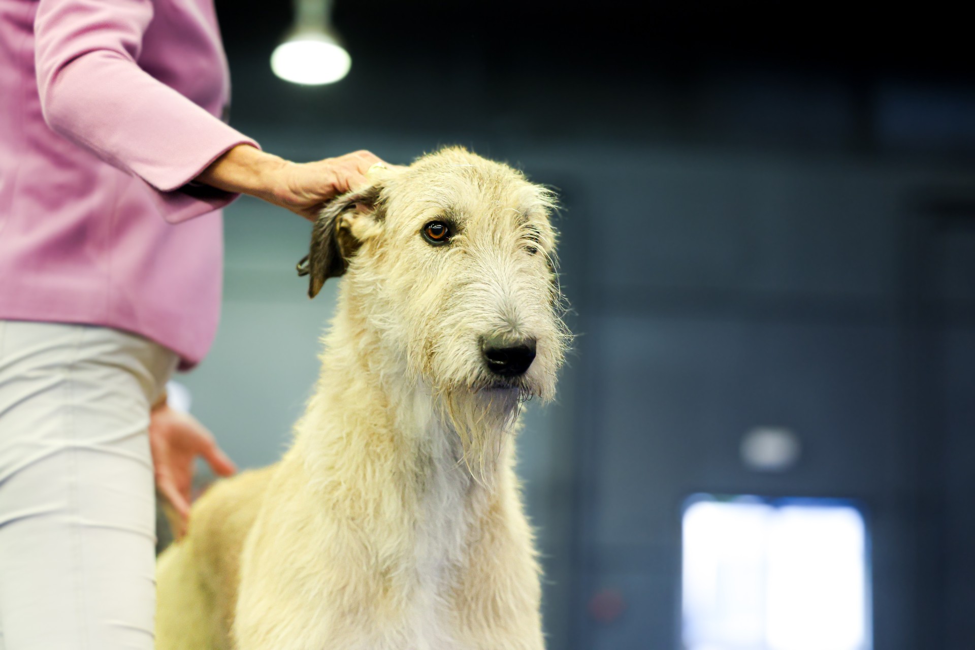 Ny studie: Hunden din blir stresset når du er det