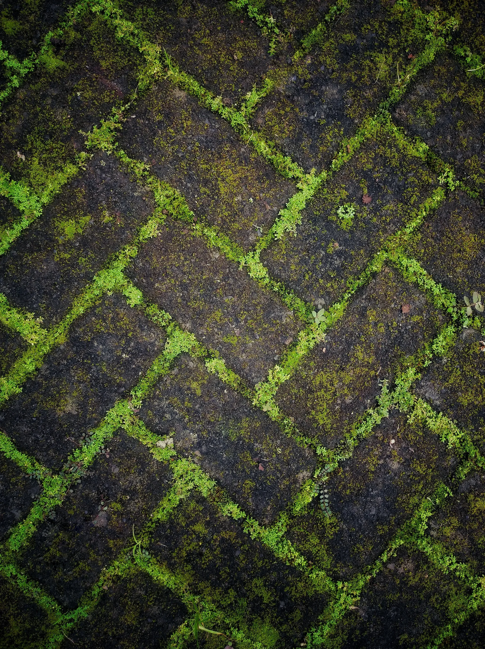 Fjern mose fra terrassen «raskt og for alltid» med én billig husholdningsvare – ikke eddik eller blekemiddel