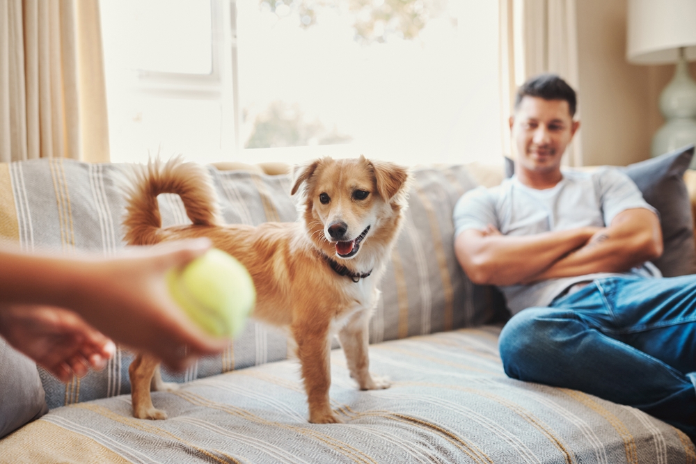 Nye regler: Nå må du ta kurs for å eie hund