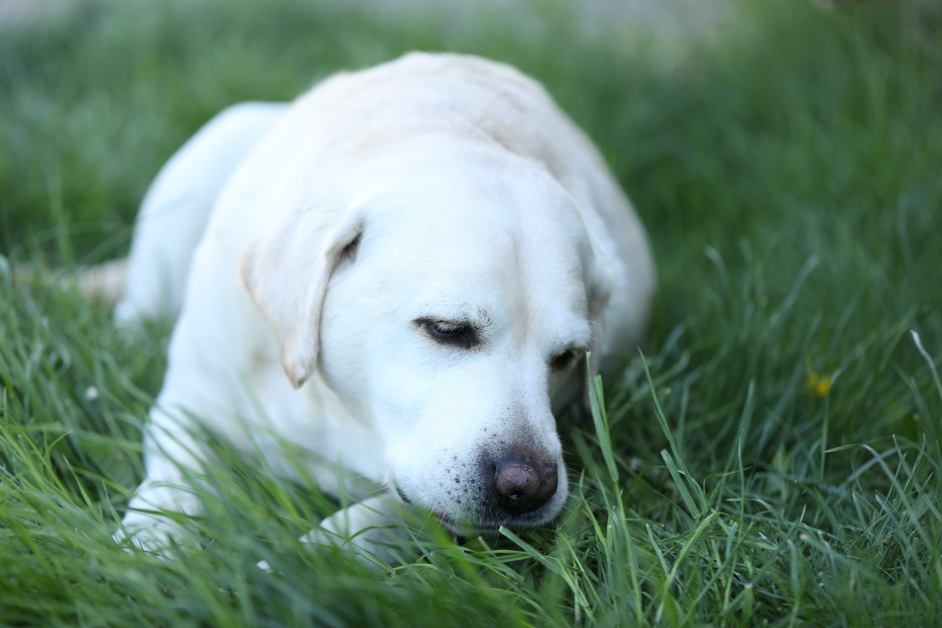 Veterinær forklarer hva det egentlig betyr når hunden din spiser gress