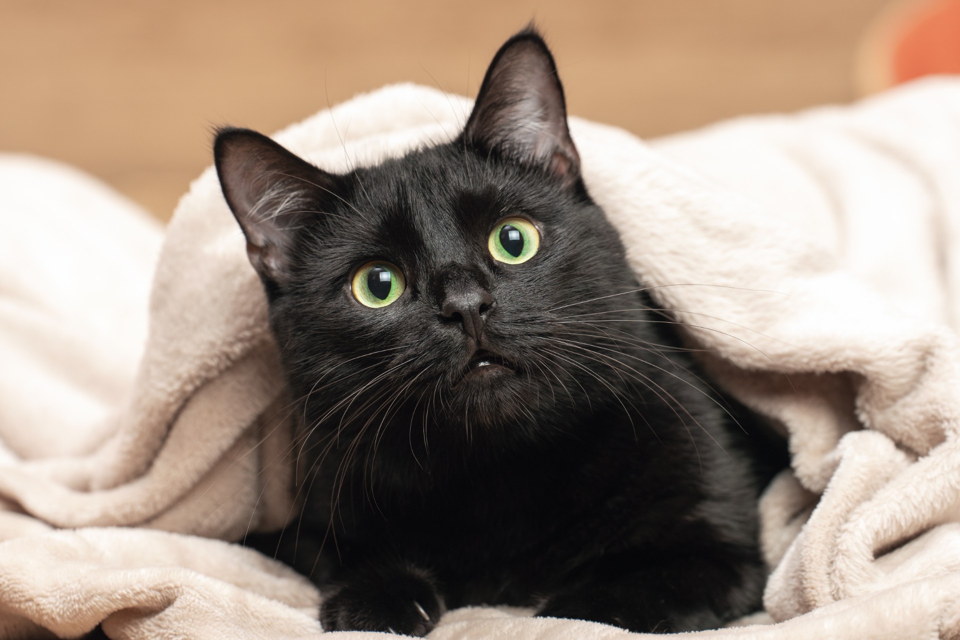 Katt overlevde på mirakuløst vis tur i vaskemaskinen