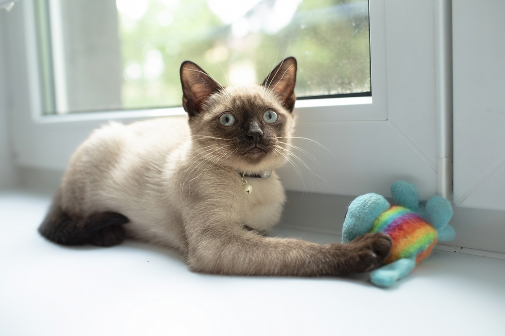 Dette er kattene som elsker kos mest – er din favoritt på listen?