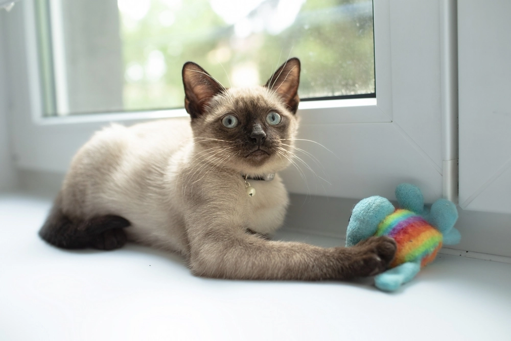 Dette er kattene som elsker kos mest – er din favoritt på listen?