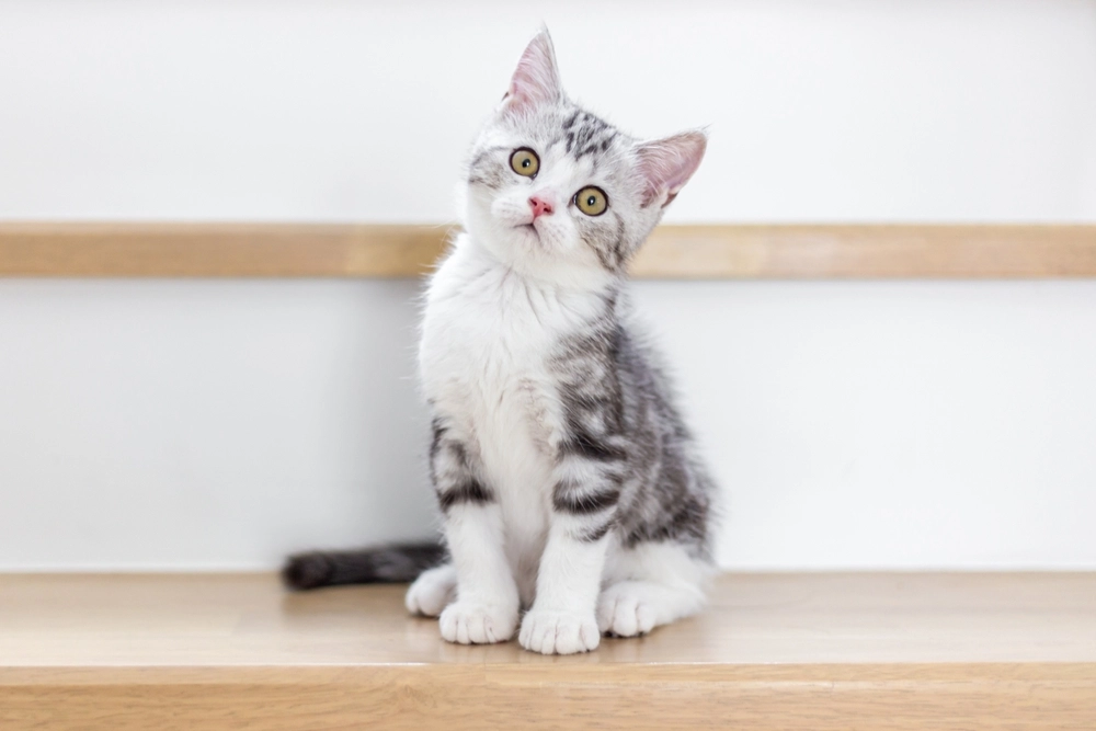 Derfor misliker katten din deg (og hva du kan gjøre med det)