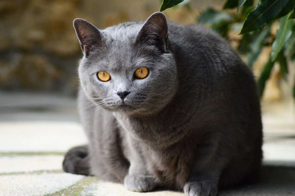Derfor lager katten din merkelige klaprelyder når den ser fugler