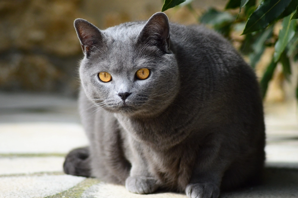 Derfor lager katten din merkelige klaprelyder når den ser fugler