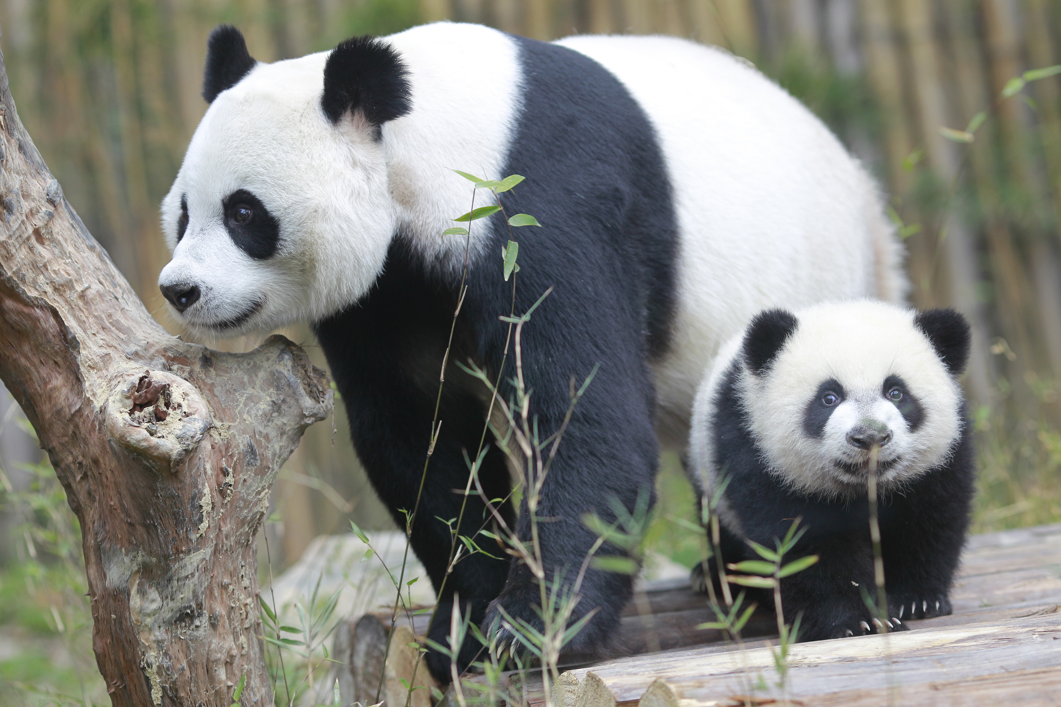 Pandafeber i Hongkong: Navnekonkurranse for tvillingpandaer