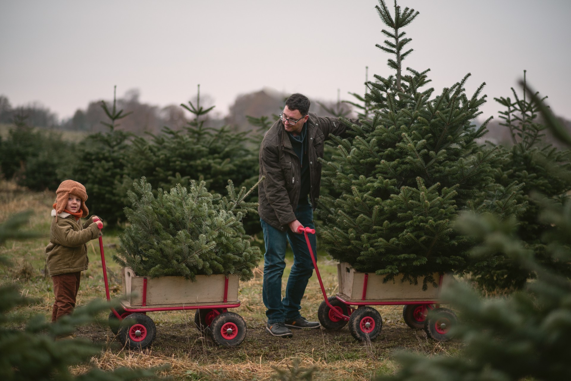 Snart skal tusenvis av juletrær samles inn: Dette må du huske på