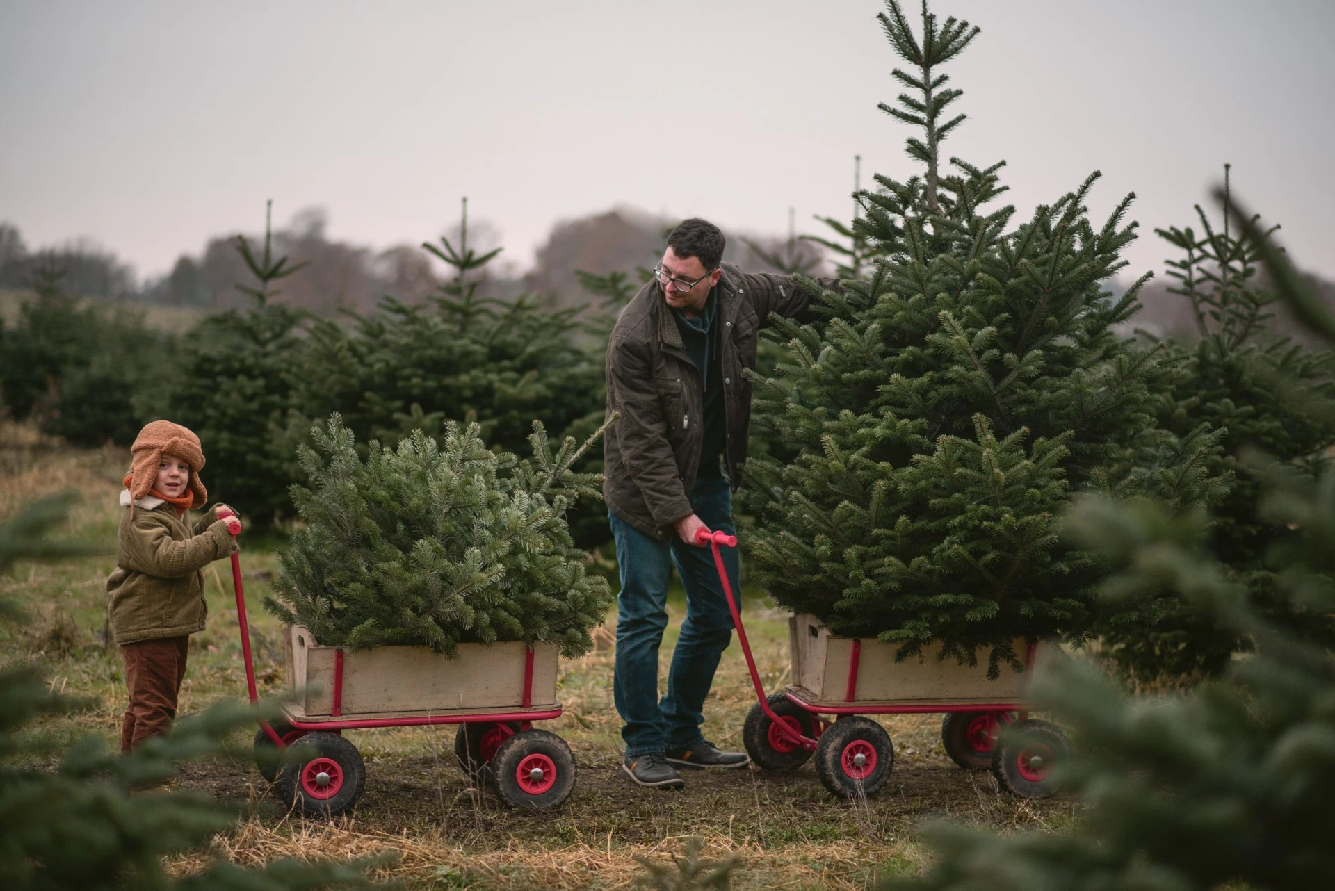 Snart skal tusenvis av juletrær samles inn: Dette må du huske på