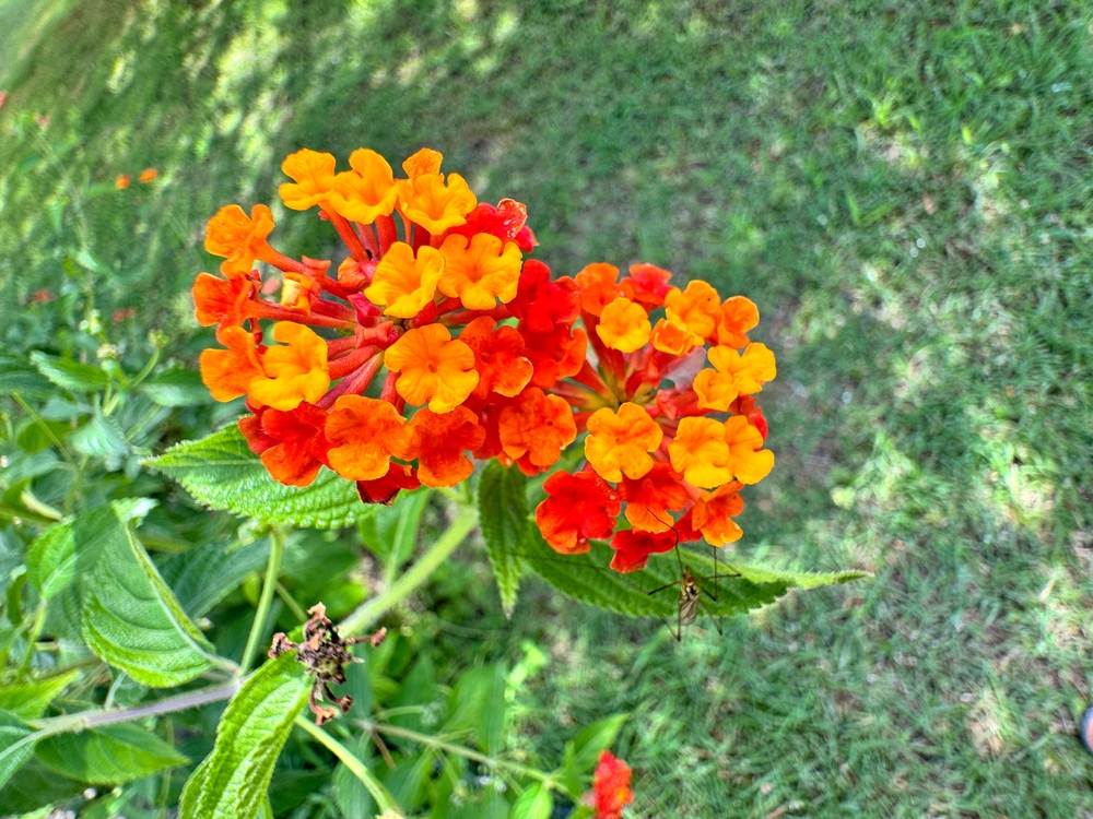 10 enkle blomster og fine planter du kan dyrke i krukker