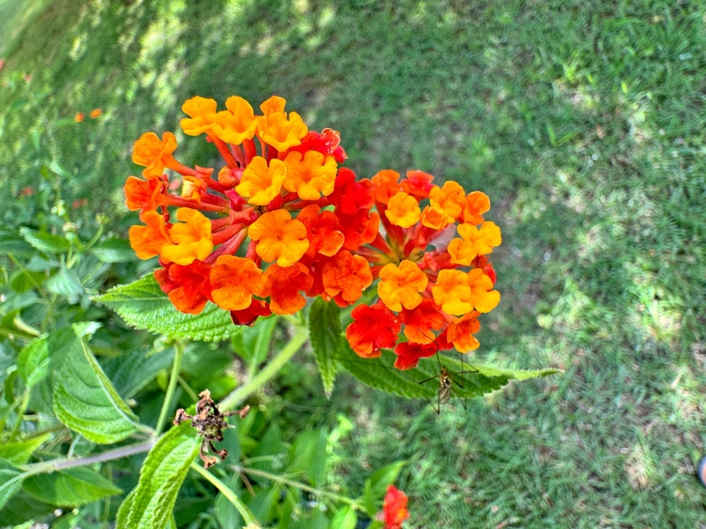10 enkle blomster og fine planter du kan dyrke i krukker