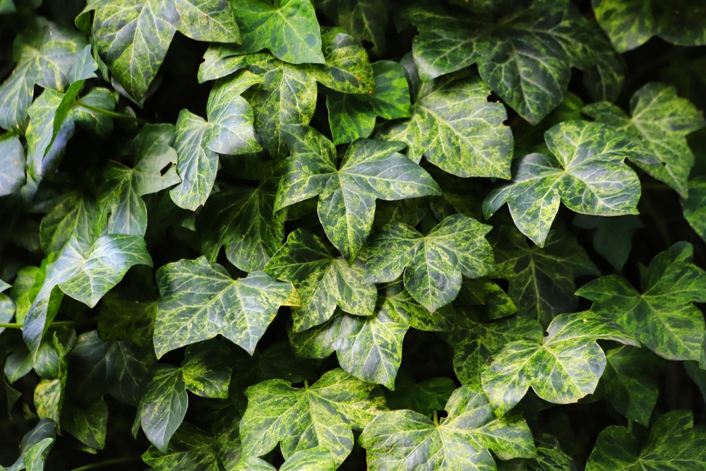 Treet ditt kan kveles i skjønnhet: Bør du frykte denne planten?