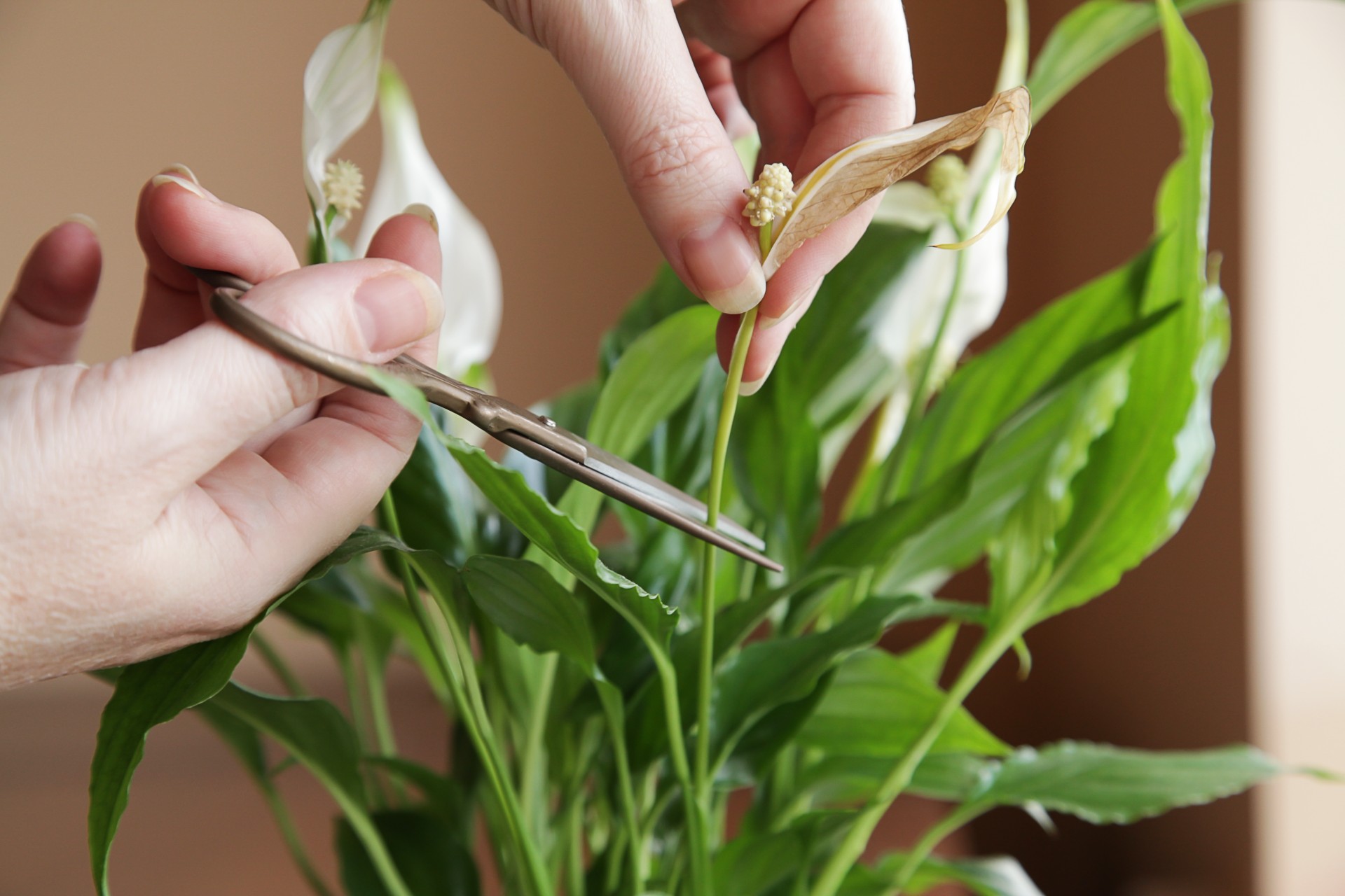 Derfor trives ikke plantene dine i stuen – og slik fikser du det