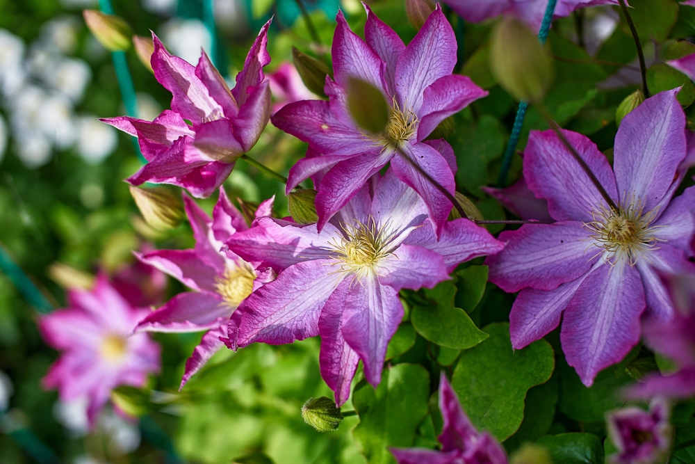 Monty Dons geniale juni-tips: Få klematisen din til å blomstre som aldri før