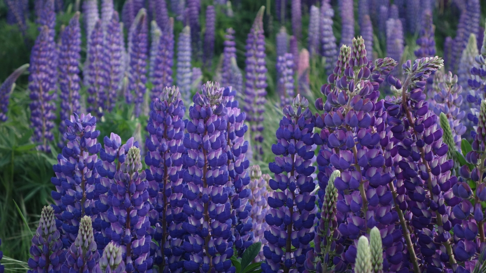 Advarer mot flotte, men livsfarlige sommerblomster: Ikke plukk disse!