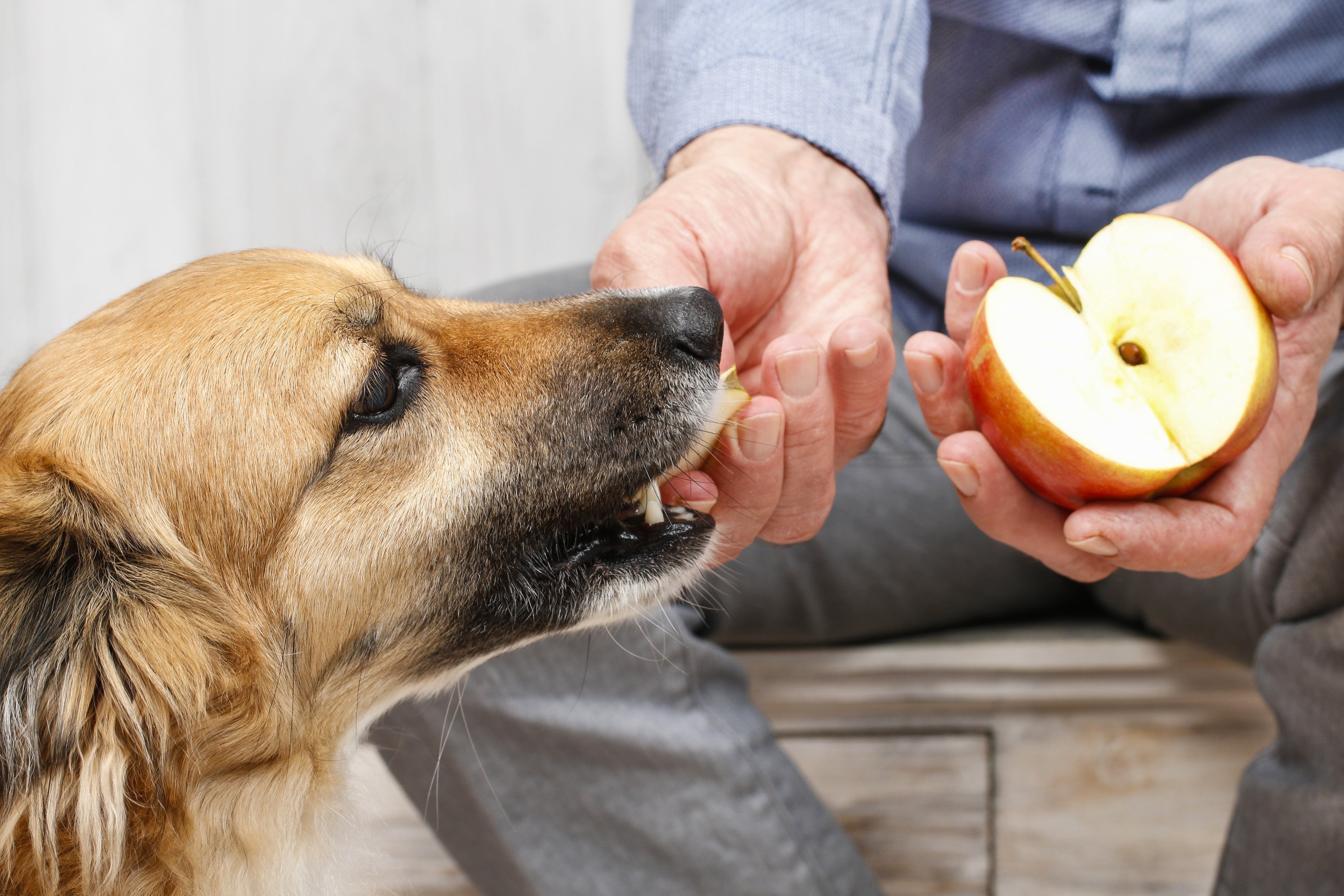 Disse fruktene bør du aldri gi hunden din