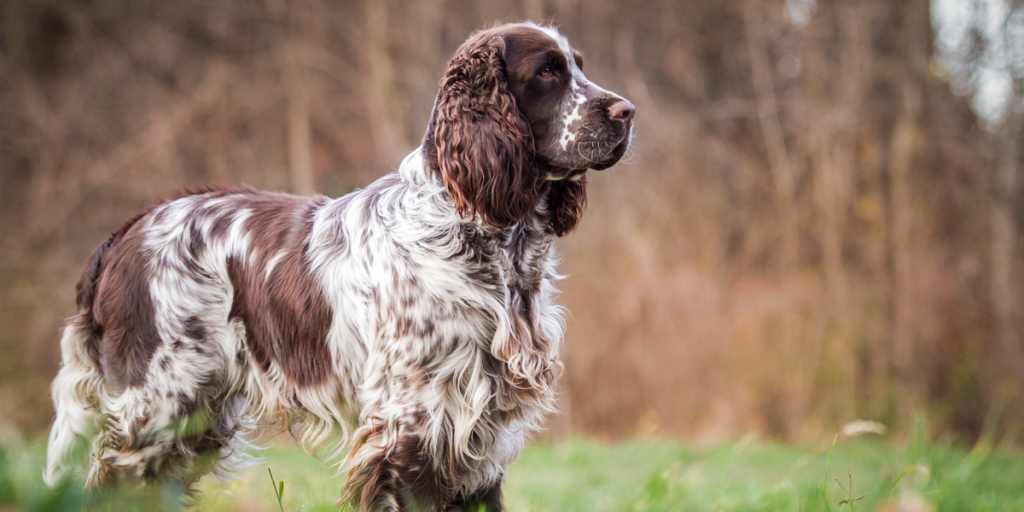 Familien tok farvel med den døde hunden deres, bare for å innse at de begravde feil dyr