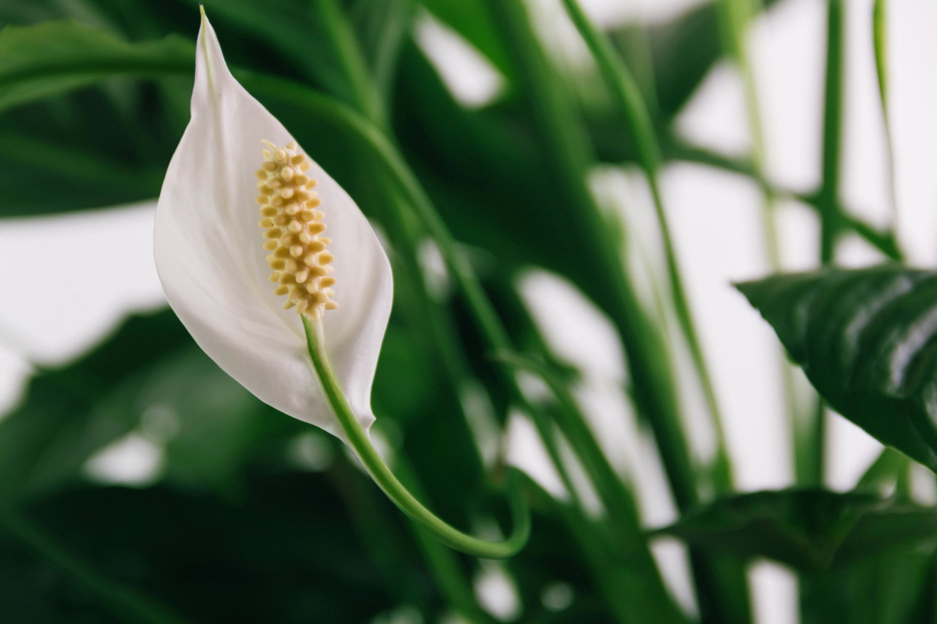 Fredsliljer «eksploderer med blomster» når de vannes med 1 kopp av en vanlig kjøkkeningrediens