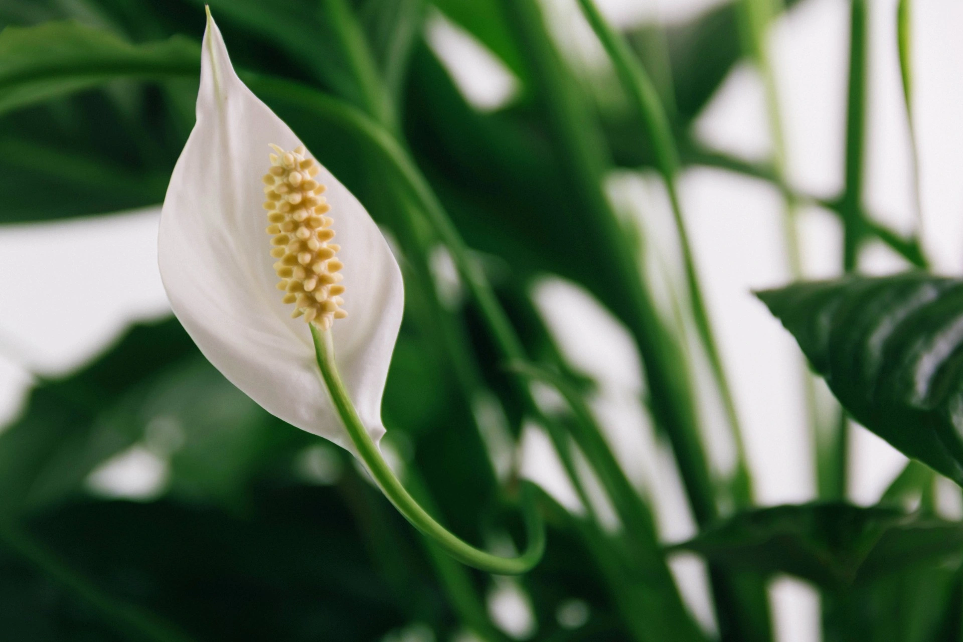 Fredsliljer &laquo;eksploderer med blomster&raquo; når de vannes med 1 kopp av en vanlig kjøkkeningrediens