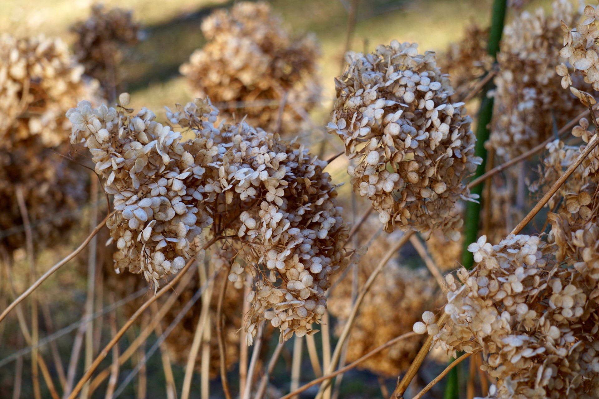 Tørkede blomster – slik rengjør du dem (ikke)