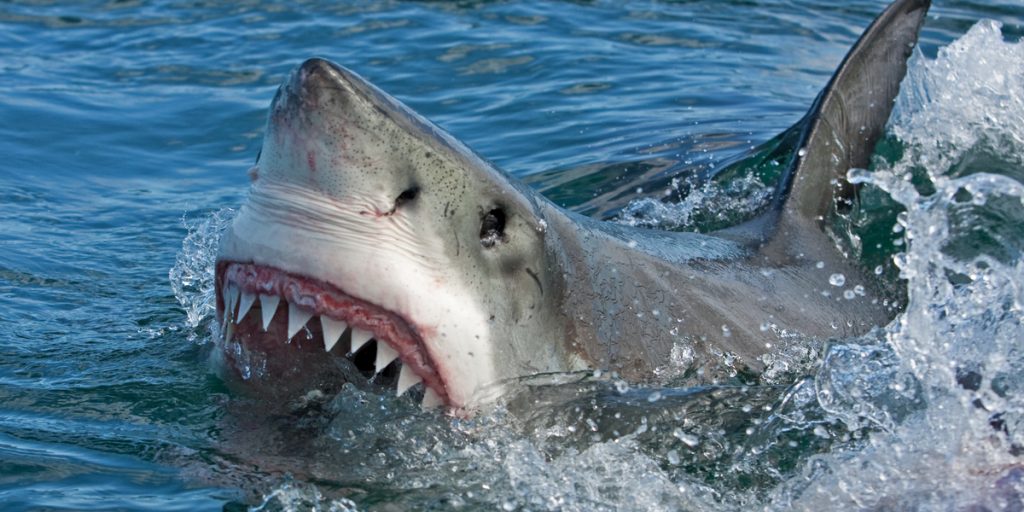 Foto: Shutterstock